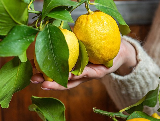 FROM ITALY WITH LOVE