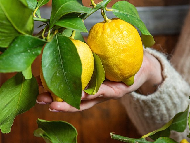 Z Włoch z miłością